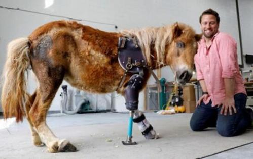 动物医疗团队为残疾小马安装上了义肢 帮助它重获新生