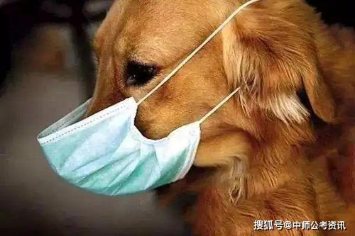 人类驯化猫,狗等陪伴型宠物已有相当久的历史,天津市小动物诊疗行业