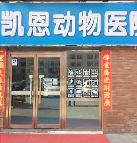 动物胃镜哪家正规_宠物医院医疗保健服务-北京凯恩动物医院
