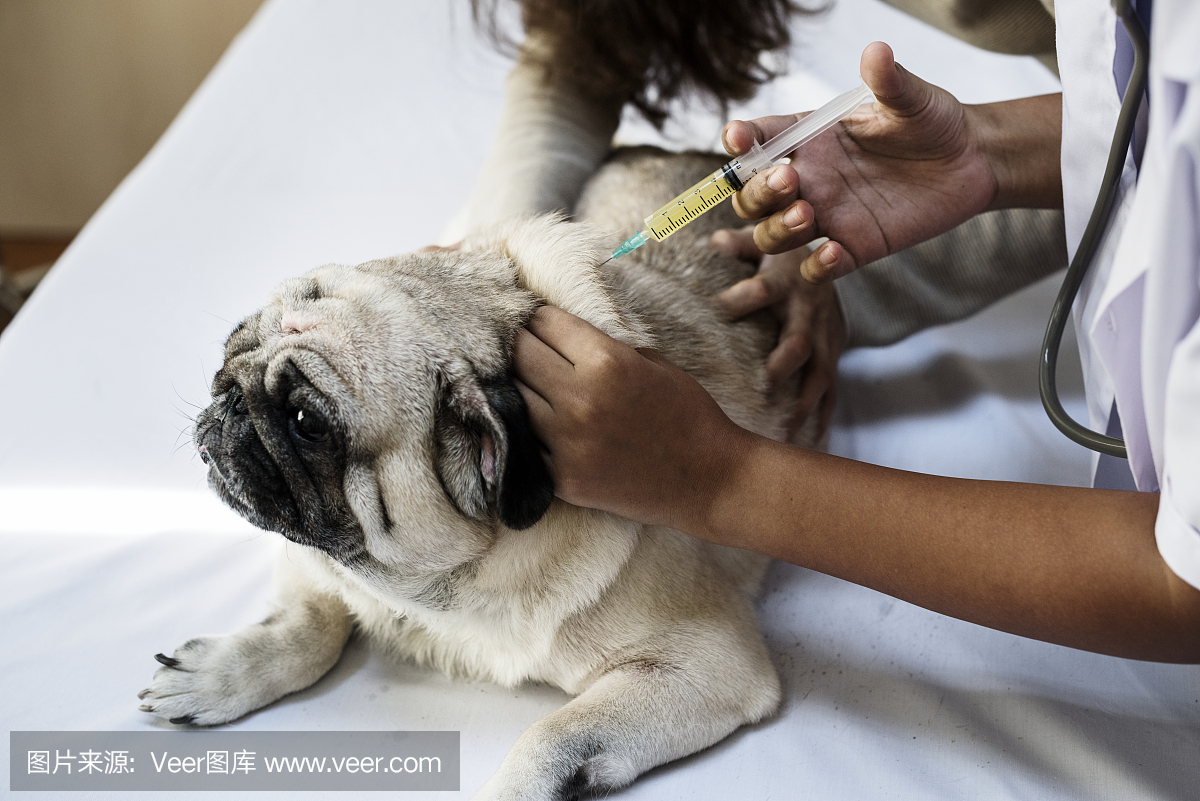 宠物哈巴狗正在接种疫苗