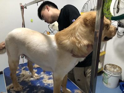 曲靖农校晟爱动物医院正式对外开展宠物诊疗、护理及美容服务